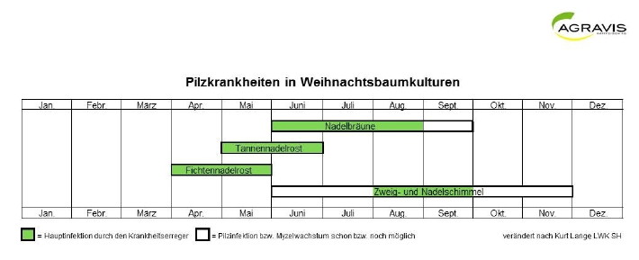 Pilzkrankheiten in Weihnachtsbaumkulturen